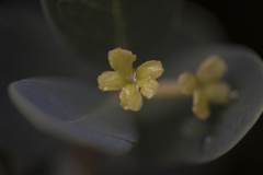 Wikstroemia uva-ursi