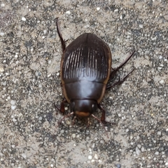 Dytiscus semisulcatus
