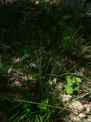 Aristolochia rotunda