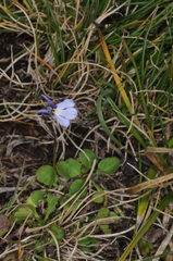 Lobelia nana