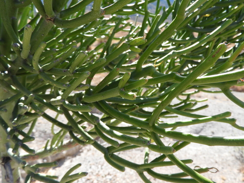 Euphorbia tirucalli — photo 1