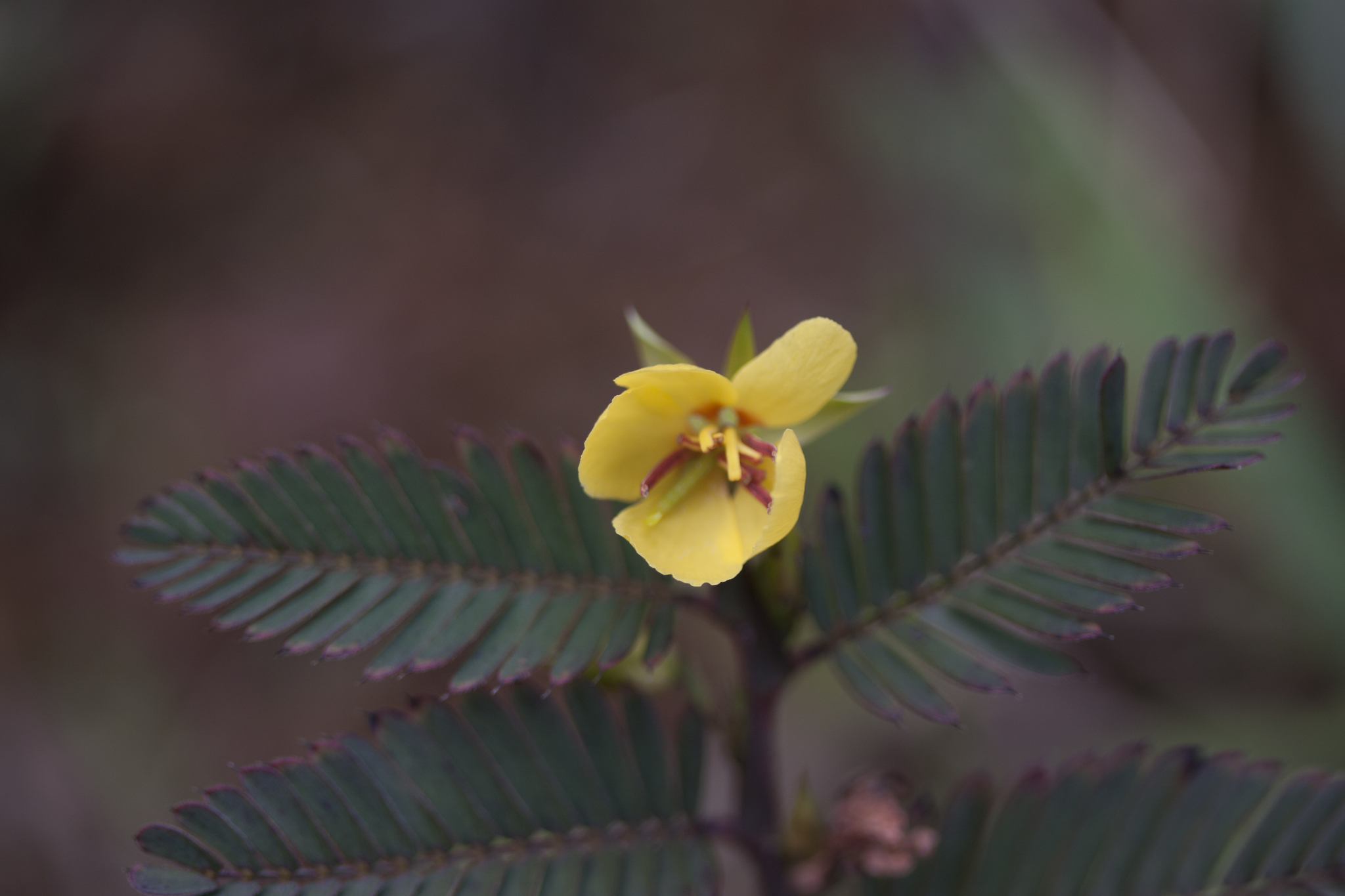 Chamaecrista nictitans ssp. patellaria