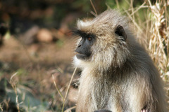 Semnopithecus entellus