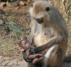 Semnopithecus entellus