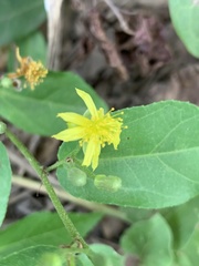 Grewia caffra