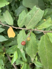 Grewia caffra
