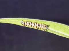 Danaus gilippus gilippus