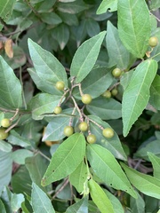 Grewia caffra