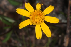Acmella decumbens