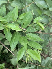 Grewia caffra