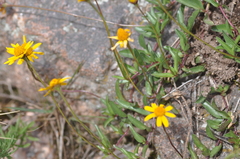 Acmella decumbens