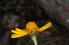Acmella decumbens