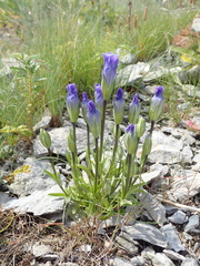 Gentianopsis detonsa nesophila