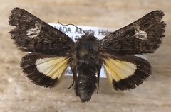 Coranarta macrostigma