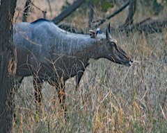 Boselaphus tragocamelus