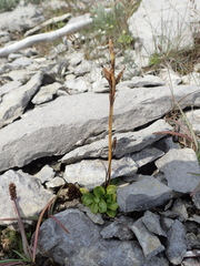 Primula egaliksensis