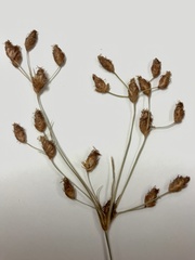 Fimbristylis puberula
