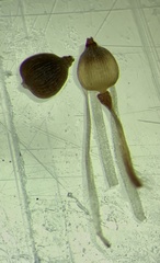 Fimbristylis puberula