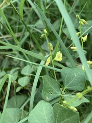 Rhynchosia minima minima