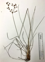 Fimbristylis puberula