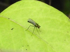 Plagioneurus univittatus