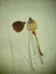 Fimbristylis puberula