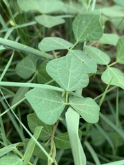 Rhynchosia minima minima