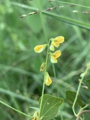 Rhynchosia minima minima
