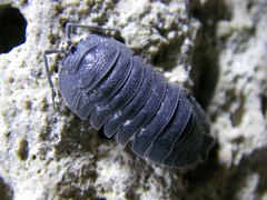 Armadillidium pallasii