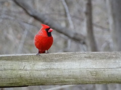 Cardinalis cardinalis cardinalis