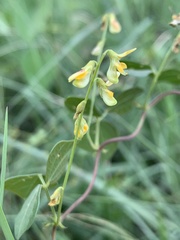 Rhynchosia minima minima