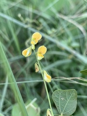 Rhynchosia minima minima