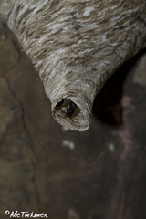 Parachartergus apicalis