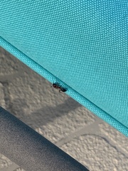 Camponotus floridanus