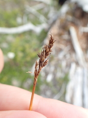 Carex simpliciuscula