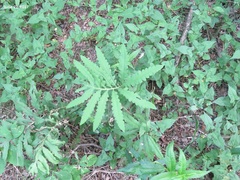 Onoclea sensibilis interrupta