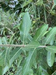 Ficus capreifolia