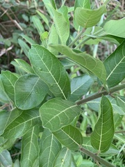Ficus capreifolia