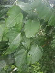 Epipremnum