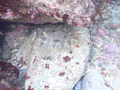 Zeugopterus punctatus