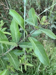 Ficus capreifolia