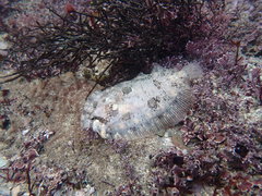 Zeugopterus punctatus