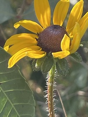 Rudbeckia hirta image