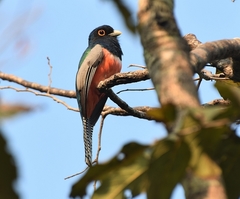 Trogon curucui