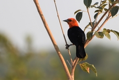 Amblyramphus holosericeus