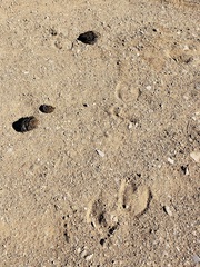 Equus asinus
