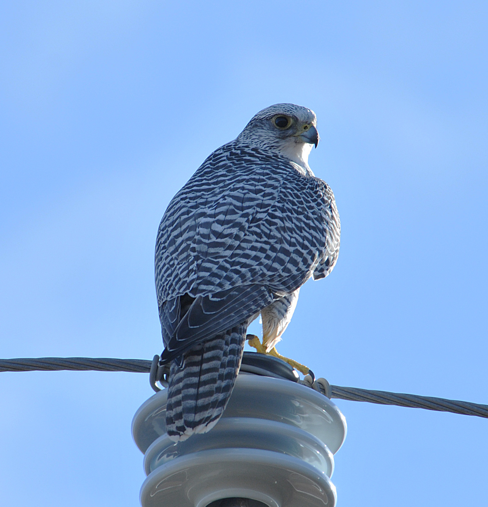 Gyr Falcon (Falco rusticolus)