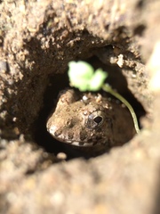 Fejervarya kawamurai