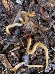 Dicellophilus limatus