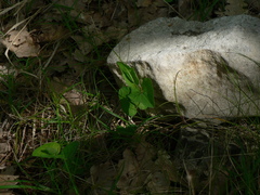 Aristolochia rotunda